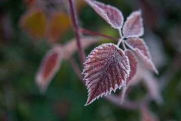 Wall Mural - Autumn bright leaves of blackberries in frost
