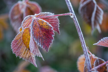 Wall Mural - Autumn bright leaves of blackberries in frost