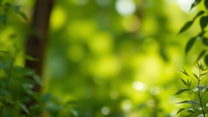 Poster - Blurred green foliage background with soft sunlight. Peaceful and natural outdoor scene