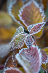 Wall Mural - Autumn bright leaves of blackberries in frost