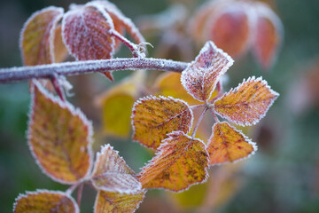 Wall Mural - Autumn bright leaves of blackberries in frost