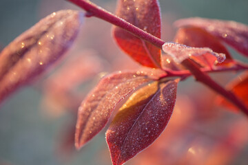 Wall Mural - Autumn bright blueberry leaves in frost