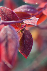 Wall Mural - Autumn bright blueberry leaves in frost