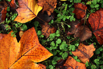 Wall Mural - Top view of Autumnal leaves of tulip tree with raindrops on grees grass background