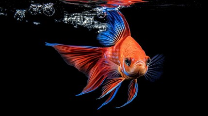 Poster - Vibrant Goldfish with Colorful Fins in Dark Water