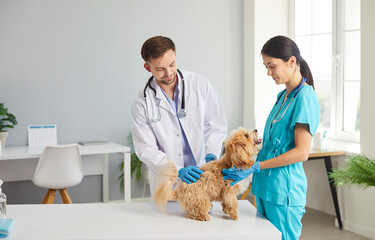 Veterinarian doctor and nurse work together to examine a dog during a checkup in a hospital office. The medical team provides healthcare aid and vet support to ensure the pet health and well being.