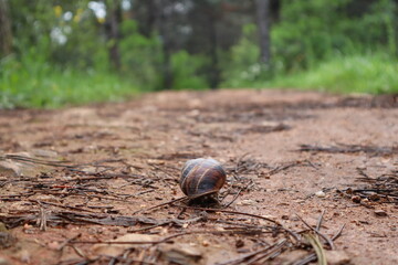 Snail on the path in the forest. After the rain.