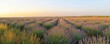 © Iswanto - A serene lavender field at sunset, showcasing rows of blooming lavender plants.