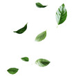 © Agung - Green Flying Leaves, Falling Leaf on Transparent Background