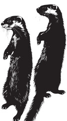Wall Mural - ferrets silhouette isolated in white background