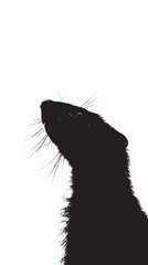 Wall Mural - Ferrets silhouette isolated in White background