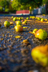 Fallen ripe apples in a street.