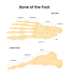 bone of the foot top view and lateral view