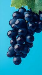 Wall Mural - Ripe Black Grapes Photo - Blue Background, Vine, Fresh Fruit