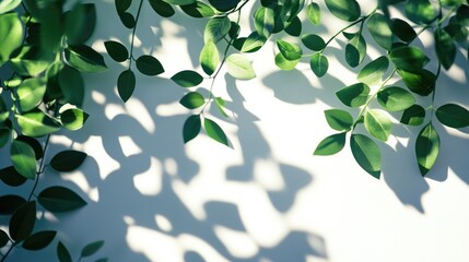 Poster - Abstract shadow of green leaves on a white background Banner with space for text Plant detail captured in sunlight selective focus