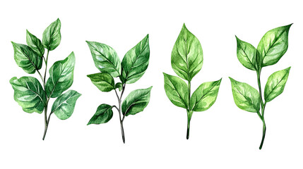 Poster - Watercolor Green Branches and Leaves Set for Invitations and Designs Generative AI