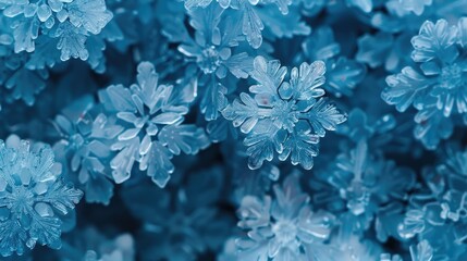 Poster - A cluster of blue flowers in focus, great for beauty or nature themes
