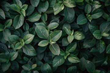 Poster - A close-up shot of a cluster of green leaves
