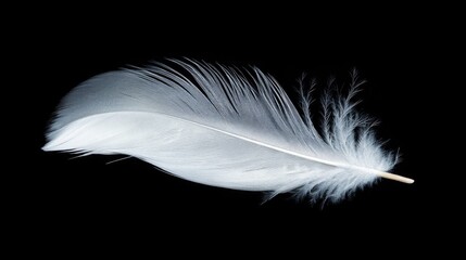 Poster - Single white feather isolated on a black surface
