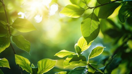 Poster - A serene scene with sunlight passing through tree leaves, great for nature and outdoor-themed projects