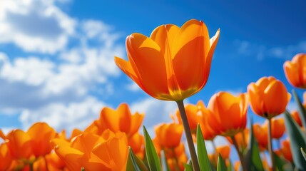 Canvas Print - vibrant orange spring flowers