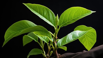 Wall Mural - fresh avocado leaf