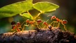 © sevector - organization fire ants