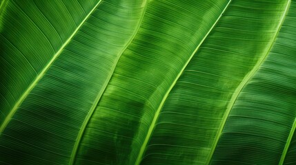 Wall Mural - green tropical plants pattern