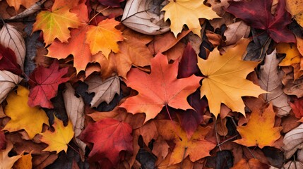 Wall Mural - nature holiday leaves