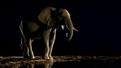 Wall Mural - an African elephant drinking water at nighttime, taken from a low-angle