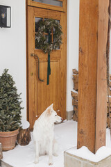 Wall Mural - Beautiful white dog on background of wooden doors with stylish christmas rustic wreath, firewood and tree at snowy entrance. Cute dog sitting on modern farmhouse porch with winter decor