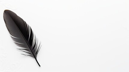 Poster - A detailed view of a large black feather resting on a plain white surface in natural light