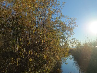 Rekyva forest during sunny autumn day. Pine and birch tree woodland. Blueberry bushes are growing in woods. Sunny day with white and gray clouds in sky. Fall season. Nature. Rekyvos miskas.