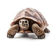 © Bussakon - Rotund Tortoise Slowly Walking with Large Rounded Shell on White Background