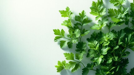 Wall Mural - Green Parsley Leaves on a White Background