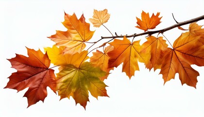 autumn fall leaves on a branch isolated on transparent or white background