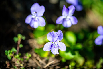 Close-Up of Violet Wildflower Blossoms Surrounded by Green Foliage