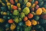 Colorful autumn trees form stunning canopy in aerial view of forest