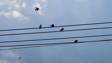 birds on wire