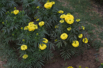 Yellow marigold flower blossom in garden, Yellow Mari Gold flowers for decorate garden, Close up of beautiful Yellow marigold flower. Nature, Marigold flowers bloom in the morning, Marigold