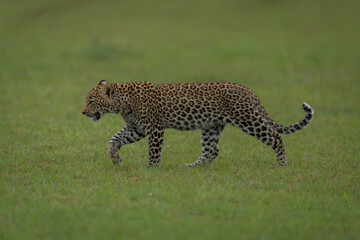 Poster - Leopard cub walks across grassland lifting paw