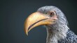 © Espresso - A close-up of a striking grey-feathered bird with a large yellow beak, showcasing intricate details of its face.