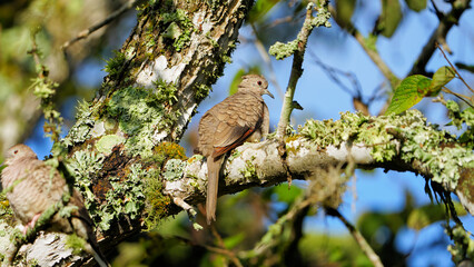 Solo fluffy Inca dove sunbathing in a tree.