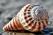 © deep breath - seashell the intricate patterns and smooth curves of a seashell