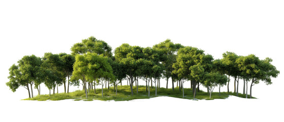 Poster - Green trees in the forest isolated PNG