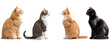 © Quality One   - Four cats sitting in profile view, showcasing different colors and breeds, isolated on white background. Their expressions are curious and attentive