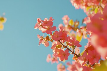 Vivid pink flowers against a clear blue sky, evoking the joy of springtime.