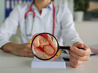 Wall Mural - Obstetrician gynecologist shows fetus in uterus of an anatomical model of human organ through magnifying glass