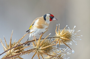 A small colorful bird on a frosted plant in winter. European goldfinch, Carduelis carduelis.