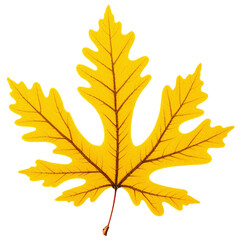autumn maple leaf isolated on transparent background